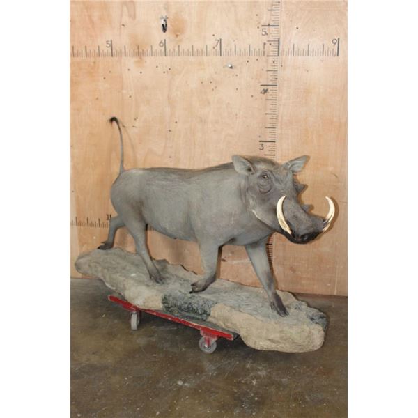 XL Life-sized WARTHOG on a Natural Base