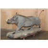 Image 5 : XL Life-sized WARTHOG on a Natural Base
