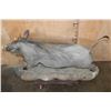 Image 7 : XL Life-sized WARTHOG on a Natural Base