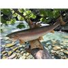 Image 2 : *Real Skin* SALMON Fish Mounted on a Driftwood Backing