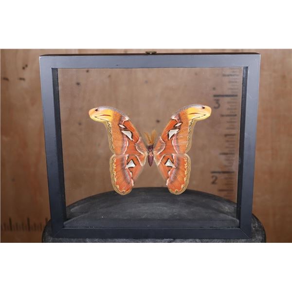 *Brand New* GIANT ATLAS MOTH Specimen in a Glass Display Frame