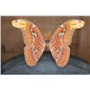 Image 2 : *Brand New* GIANT ATLAS MOTH Specimen in a Glass Display Frame