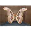 Image 4 : *Brand New* GIANT ATLAS MOTH Specimen in a Glass Display Frame