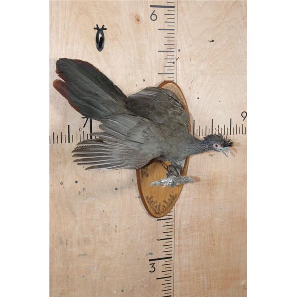 CRESTED GUAN (Chacalaca) Bird Mount on a Fractal Burned Wood Plaque