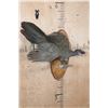 Image 1 : CRESTED GUAN (Chacalaca) Bird Mount on a Fractal Burned Wood Plaque