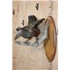 Image 3 : CRESTED GUAN (Chacalaca) Bird Mount on a Fractal Burned Wood Plaque