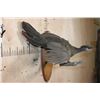 Image 4 : CRESTED GUAN (Chacalaca) Bird Mount on a Fractal Burned Wood Plaque