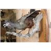 Image 6 : CRESTED GUAN (Chacalaca) Bird Mount on a Fractal Burned Wood Plaque
