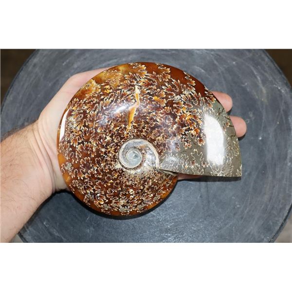 Whole Polished AMMONITE Fossil with Sutures from Madagascar