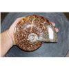 Image 1 : Whole Polished AMMONITE Fossil with Sutures from Madagascar