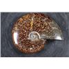 Image 2 : Whole Polished AMMONITE Fossil with Sutures from Madagascar