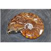Image 5 : Whole Polished AMMONITE Fossil with Sutures from Madagascar