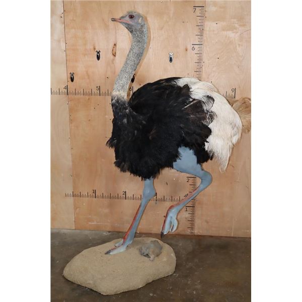 Life-sized SOUTHERN OSTRICH or SOUTH AFRICAN OSTRICH on a Natural Stationary Base