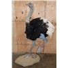 Image 1 : Life-sized SOUTHERN OSTRICH or SOUTH AFRICAN OSTRICH on a Natural Stationary Base