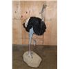 Image 3 : Life-sized SOUTHERN OSTRICH or SOUTH AFRICAN OSTRICH on a Natural Stationary Base