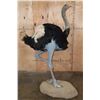 Image 4 : Life-sized SOUTHERN OSTRICH or SOUTH AFRICAN OSTRICH on a Natural Stationary Base
