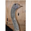 Image 5 : Life-sized SOUTHERN OSTRICH or SOUTH AFRICAN OSTRICH on a Natural Stationary Base