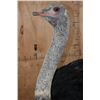 Image 6 : Life-sized SOUTHERN OSTRICH or SOUTH AFRICAN OSTRICH on a Natural Stationary Base
