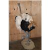Image 7 : Life-sized SOUTHERN OSTRICH or SOUTH AFRICAN OSTRICH on a Natural Stationary Base