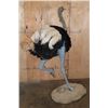 Image 8 : Life-sized SOUTHERN OSTRICH or SOUTH AFRICAN OSTRICH on a Natural Stationary Base