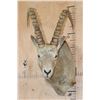 Image 1 : IBEX Shoulder Mount
