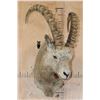 Image 2 : IBEX Shoulder Mount