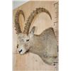 Image 4 : IBEX Shoulder Mount