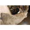 Image 8 : IBEX Shoulder Mount