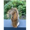 Image 4 : *New* Life-sized "Fishing" SQUIRREL with his Rod, Reel, and Bait Bucket on a little Wood Slice Base