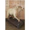 Image 10 : *Sam Snead Collection* Life-sized KODIAK BEAR on a Wood Base with Wheels