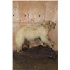 Image 11 : *Sam Snead Collection* Life-sized KODIAK BEAR on a Wood Base with Wheels