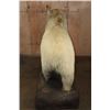 Image 13 : *Sam Snead Collection* Life-sized KODIAK BEAR on a Wood Base with Wheels