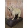 Image 1 : *Sam Snead Collection* Life-sized KODIAK BEAR on a Wood Base with Wheels