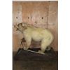 Image 2 : *Sam Snead Collection* Life-sized KODIAK BEAR on a Wood Base with Wheels