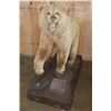 Image 3 : *Sam Snead Collection* Life-sized KODIAK BEAR on a Wood Base with Wheels