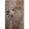 Image 5 : *Sam Snead Collection* Life-sized KODIAK BEAR on a Wood Base with Wheels