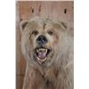 Image 6 : *Sam Snead Collection* Life-sized KODIAK BEAR on a Wood Base with Wheels