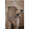Image 7 : *Sam Snead Collection* Life-sized KODIAK BEAR on a Wood Base with Wheels