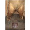 Image 10 : XXL Life-sized Standing KODIAK BEAR "Taken" by Jack Snead 1972 and Mounted by the Jonas Brothers