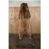 Image 12 : XXL Life-sized Standing KODIAK BEAR "Taken" by Jack Snead 1972 and Mounted by the Jonas Brothers