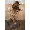 Image 13 : XXL Life-sized Standing KODIAK BEAR "Taken" by Jack Snead 1972 and Mounted by the Jonas Brothers