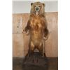 Image 1 : XXL Life-sized Standing KODIAK BEAR "Taken" by Jack Snead 1972 and Mounted by the Jonas Brothers