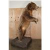 Image 3 : XXL Life-sized Standing KODIAK BEAR "Taken" by Jack Snead 1972 and Mounted by the Jonas Brothers