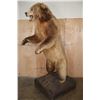 Image 4 : XXL Life-sized Standing KODIAK BEAR "Taken" by Jack Snead 1972 and Mounted by the Jonas Brothers
