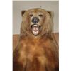Image 5 : XXL Life-sized Standing KODIAK BEAR "Taken" by Jack Snead 1972 and Mounted by the Jonas Brothers