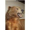 Image 6 : XXL Life-sized Standing KODIAK BEAR "Taken" by Jack Snead 1972 and Mounted by the Jonas Brothers