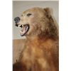 Image 7 : XXL Life-sized Standing KODIAK BEAR "Taken" by Jack Snead 1972 and Mounted by the Jonas Brothers