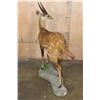 Image 10 : Life-sized BUSHBUCK on a Natural Base
