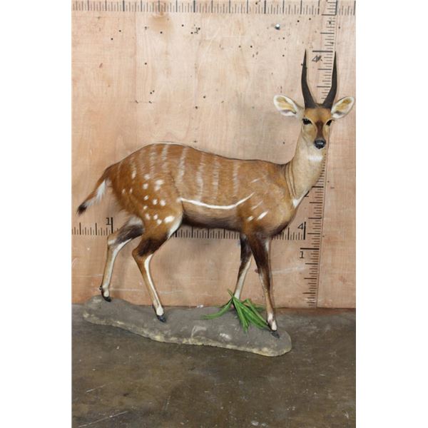 Life-sized BUSHBUCK on a Natural Base
