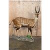 Image 1 : Life-sized BUSHBUCK on a Natural Base